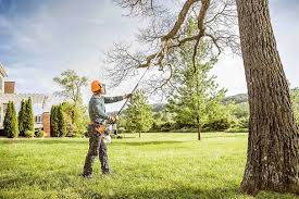 How Our Tree Care Process Works  in  Citrus, CA