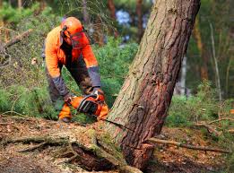 Best Emergency Tree Removal  in Citrus, CA